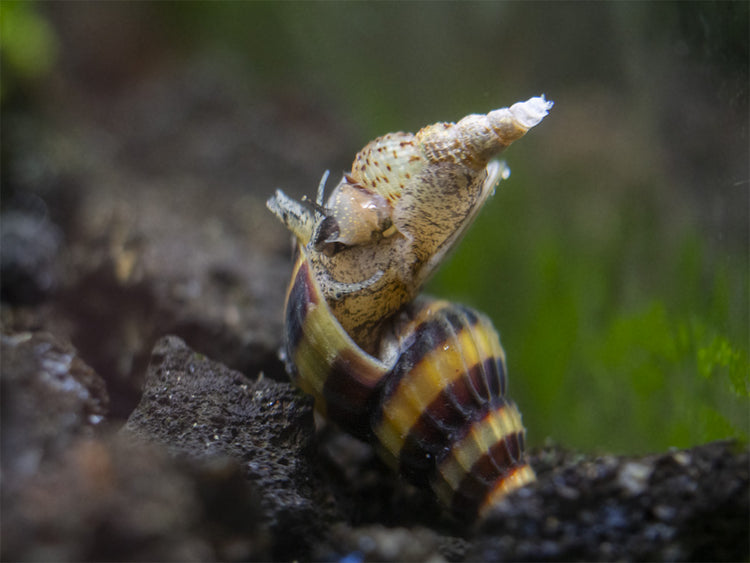 assassin snails fighting