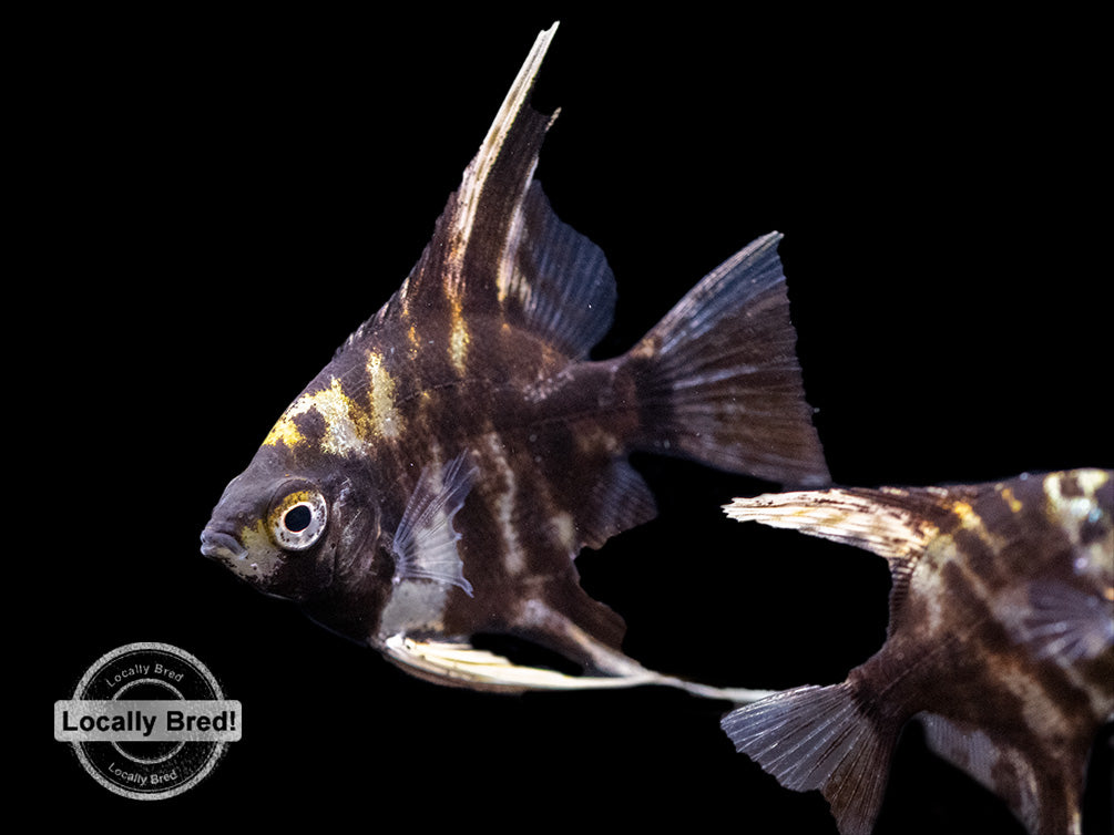 Assorted Angelfish (Pterophyllum scalare) Locally Bred! - Aquatic Arts