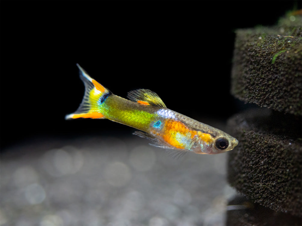 Multicolor Endler's Livebearer, Male (Poecilia wingei), Tank-Bred!