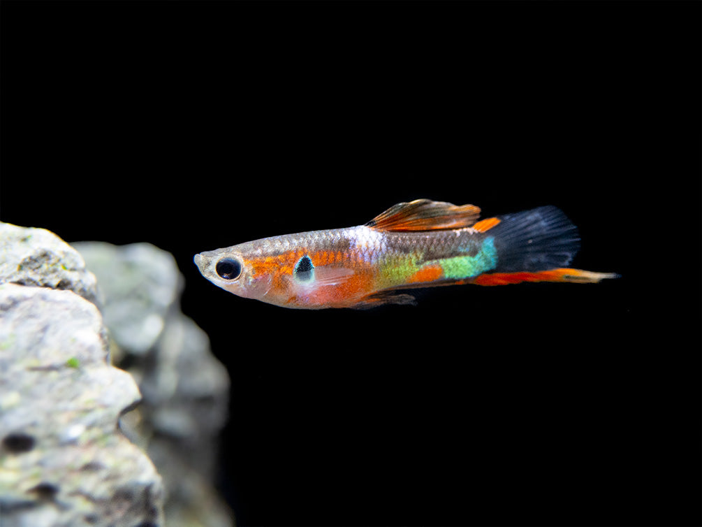 Multicolor Endler's Livebearer, Male (Poecilia wingei), Tank-Bred!