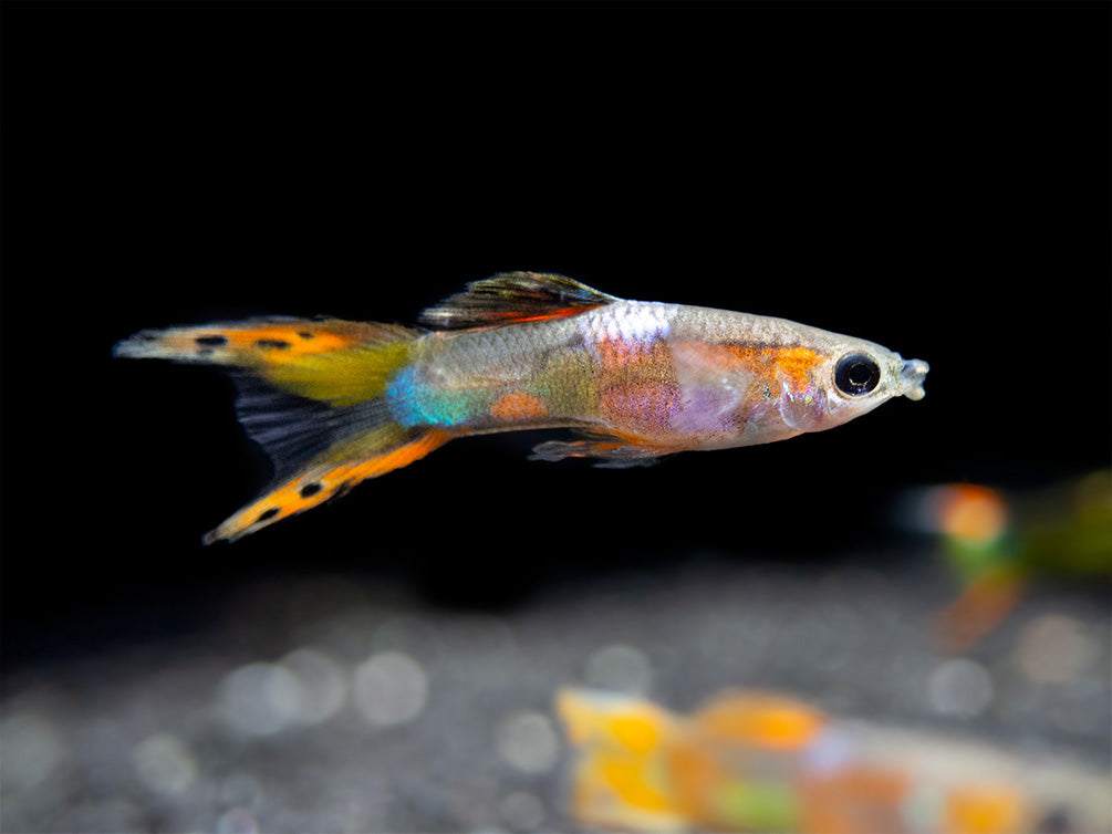 Multicolor Endler's Livebearer, Male (Poecilia wingei), Tank-Bred!