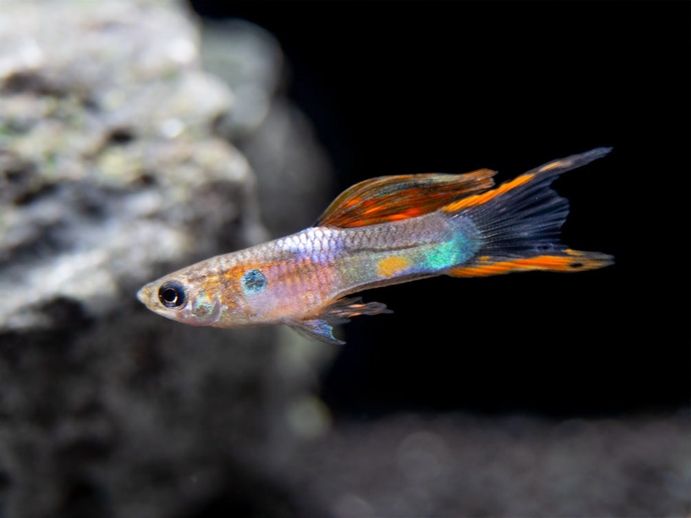 Multicolor Endler's Livebearer, Male (Poecilia wingei), Tank-Bred!