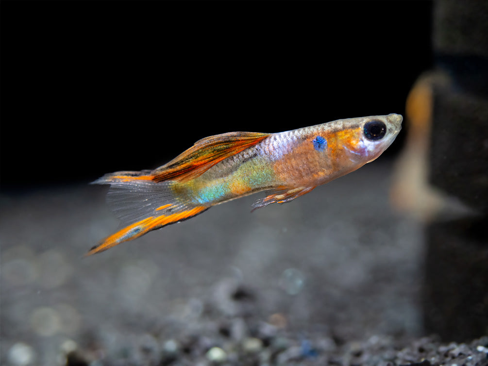 Multicolor Endler's Livebearer, Male (Poecilia wingei), Tank-Bred!