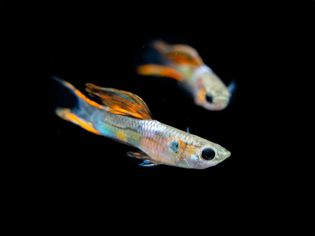 Multicolor Endler's Livebearer, Male (Poecilia wingei), Tank-Bred!