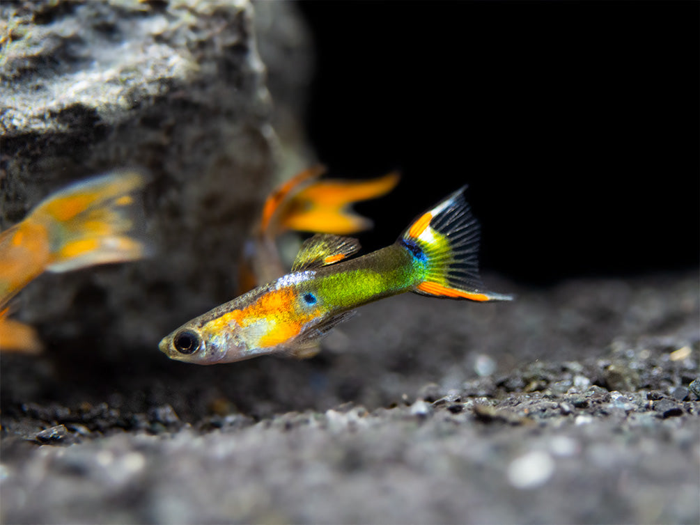 Multicolor Endler's Livebearer, Male (Poecilia wingei), Tank-Bred!