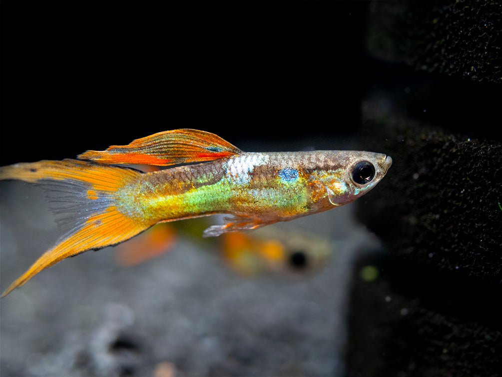 Multicolor Endler's Livebearer, Male (Poecilia wingei), Tank-Bred!