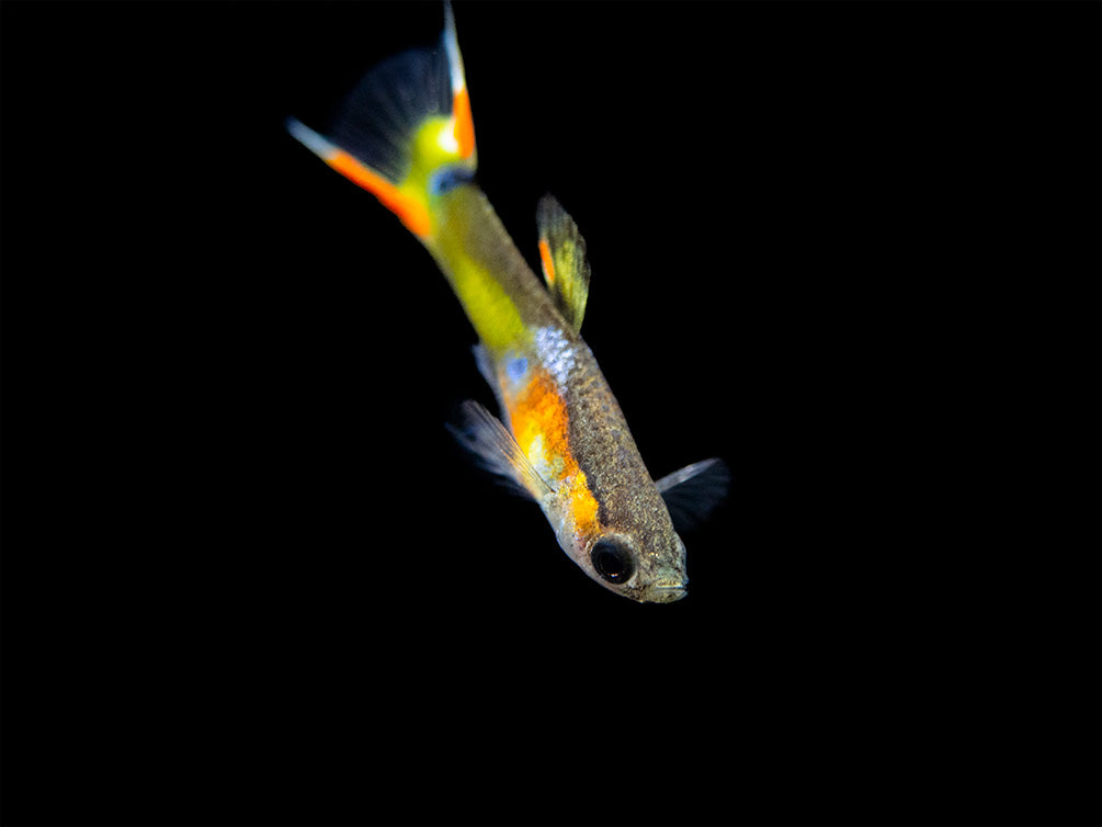 Multicolor Endler's Livebearer, Male (Poecilia wingei), Tank-Bred!