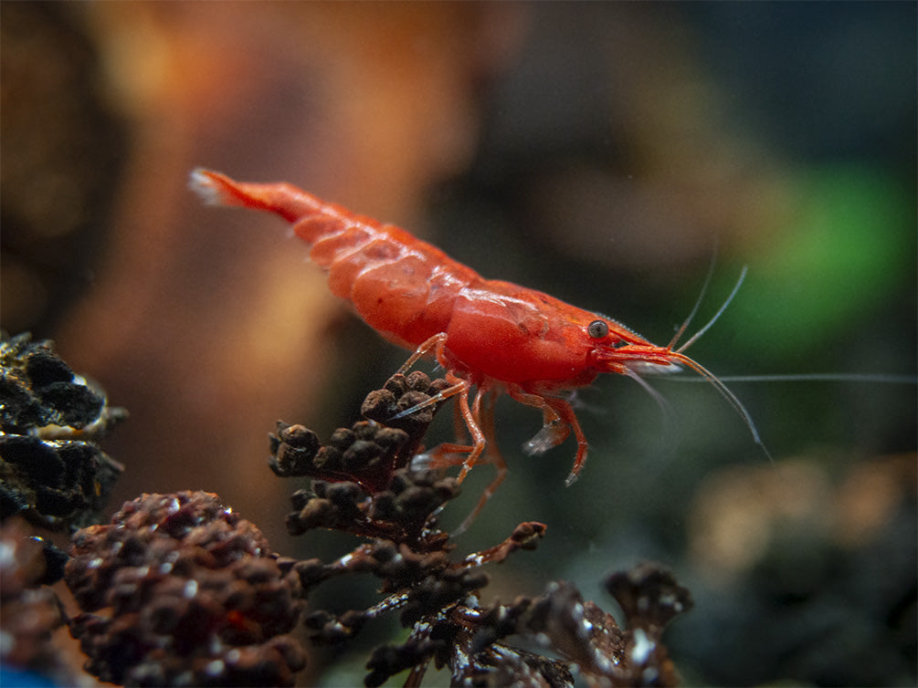 Painted Fire Red Cherry Shrimp Breeder Combo Box