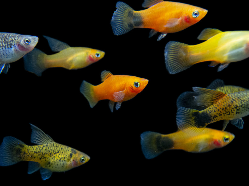 different types of platy fish