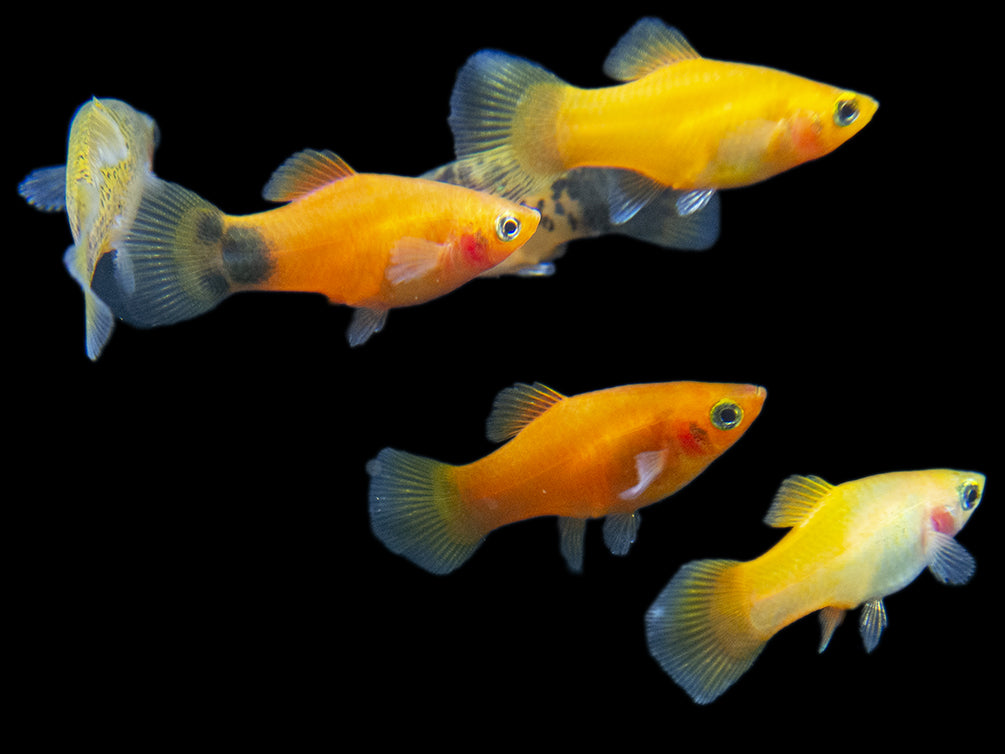 platy fish types assorted