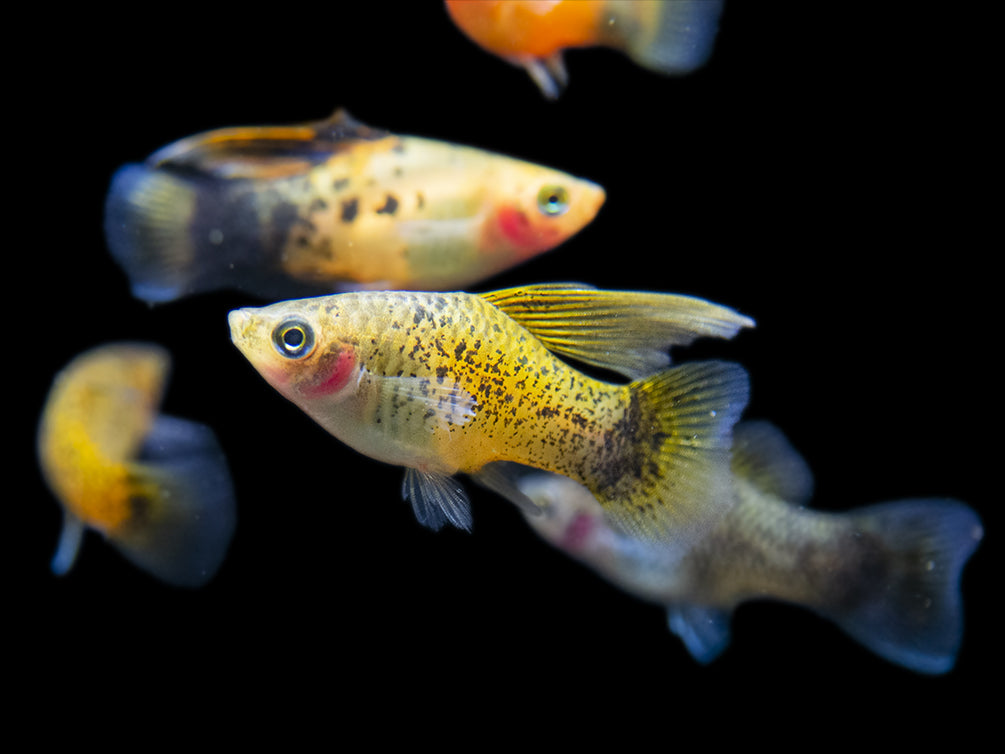 aquatic arts platy fish for sale