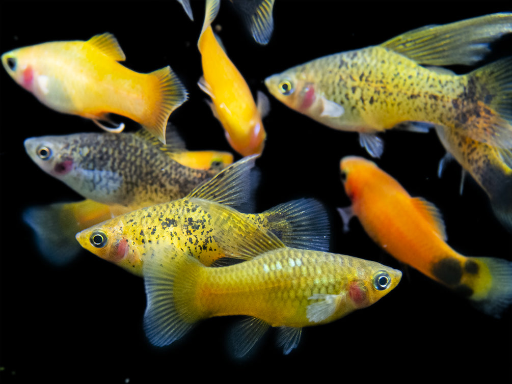 freshwater platy fish for sale