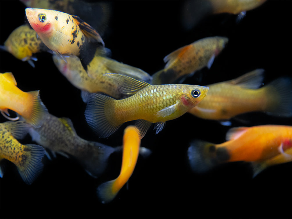 freshwater aquarium fish