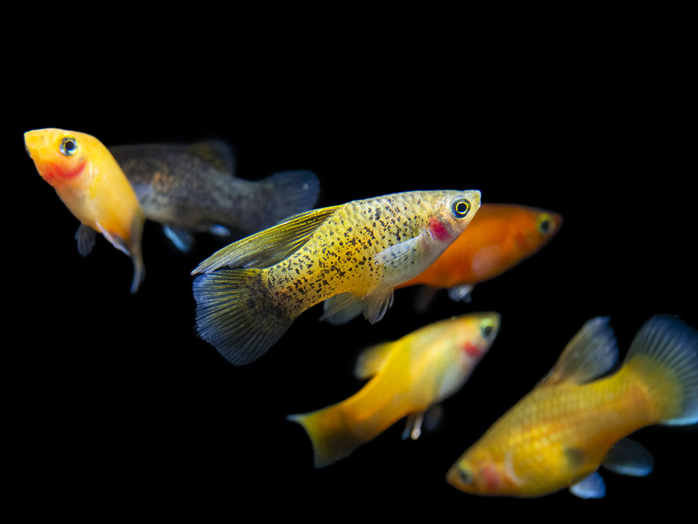 platy fish for freshwater aquarium