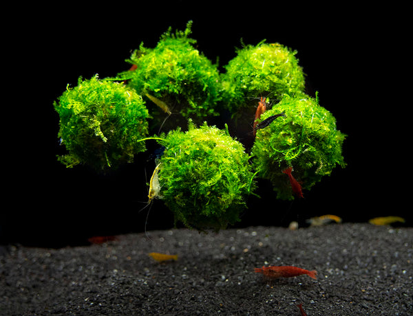 Why Do 'Japanese Moss Balls' Float By Day And Sink By Night?
