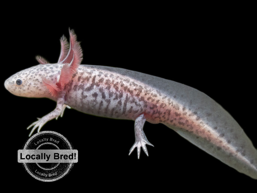 Axanthic Axolotl (Ambystoma mexicanum), Locally-Bred
