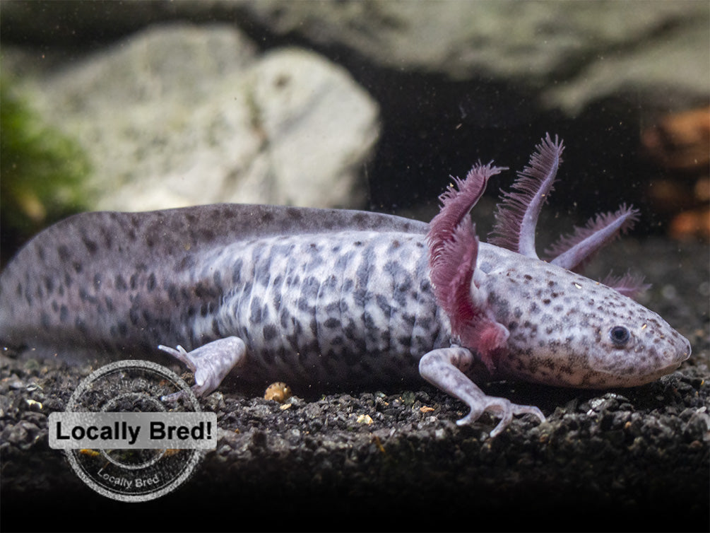 Axanthic Axolotl (Ambystoma mexicanum), Locally-Bred