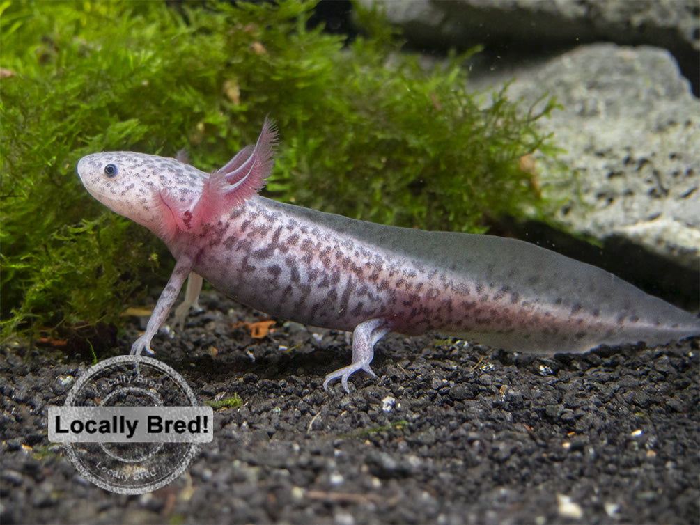 Axanthic Axolotl (Ambystoma mexicanum), Locally-Bred
