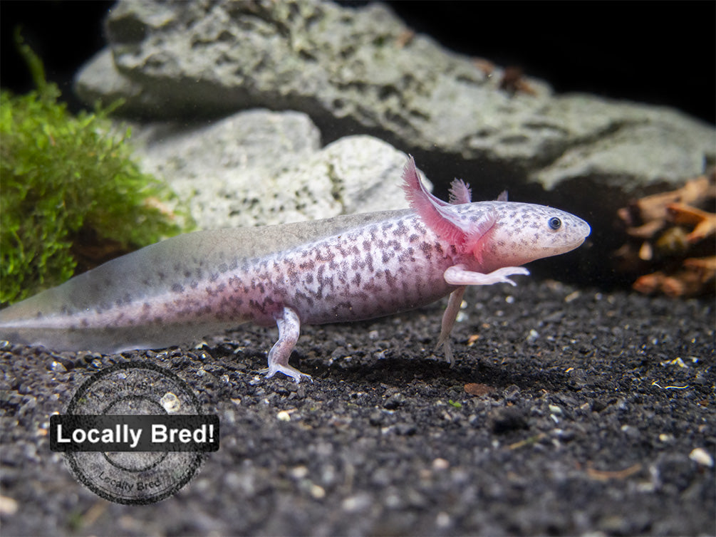 Axanthic Axolotl (Ambystoma mexicanum), Locally-Bred