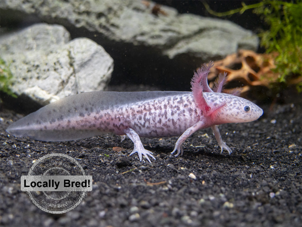 Axanthic Axolotl (Ambystoma mexicanum), Locally-Bred