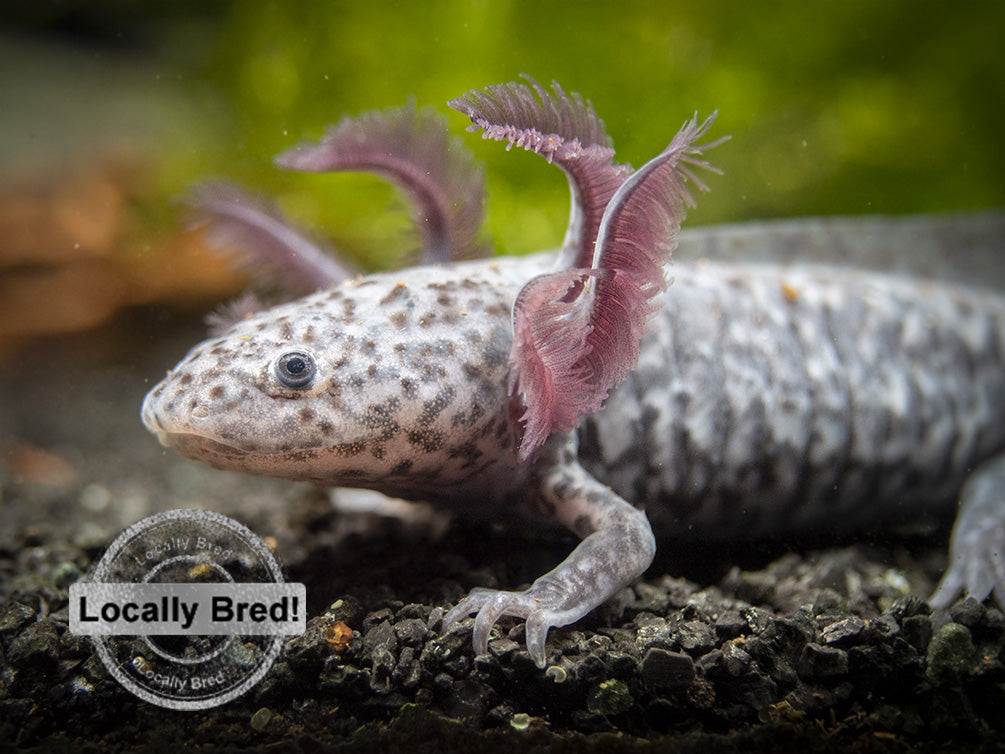 Axanthic Axolotl (Ambystoma mexicanum), Locally-Bred