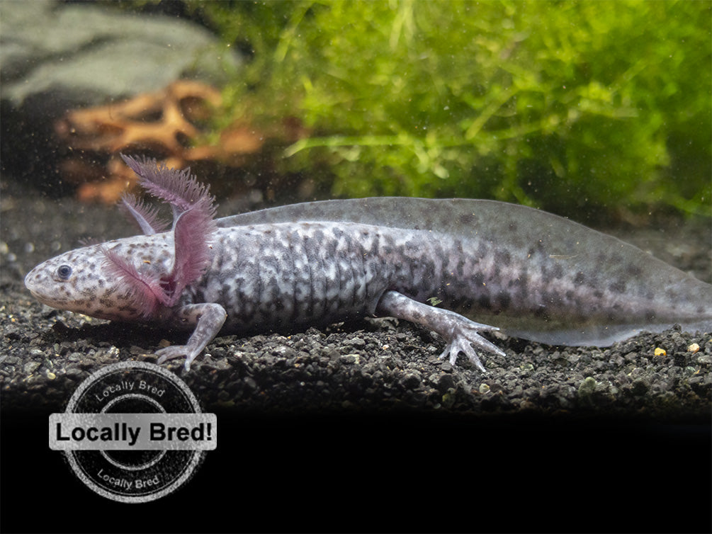 Axanthic Axolotl (Ambystoma mexicanum), Locally-Bred