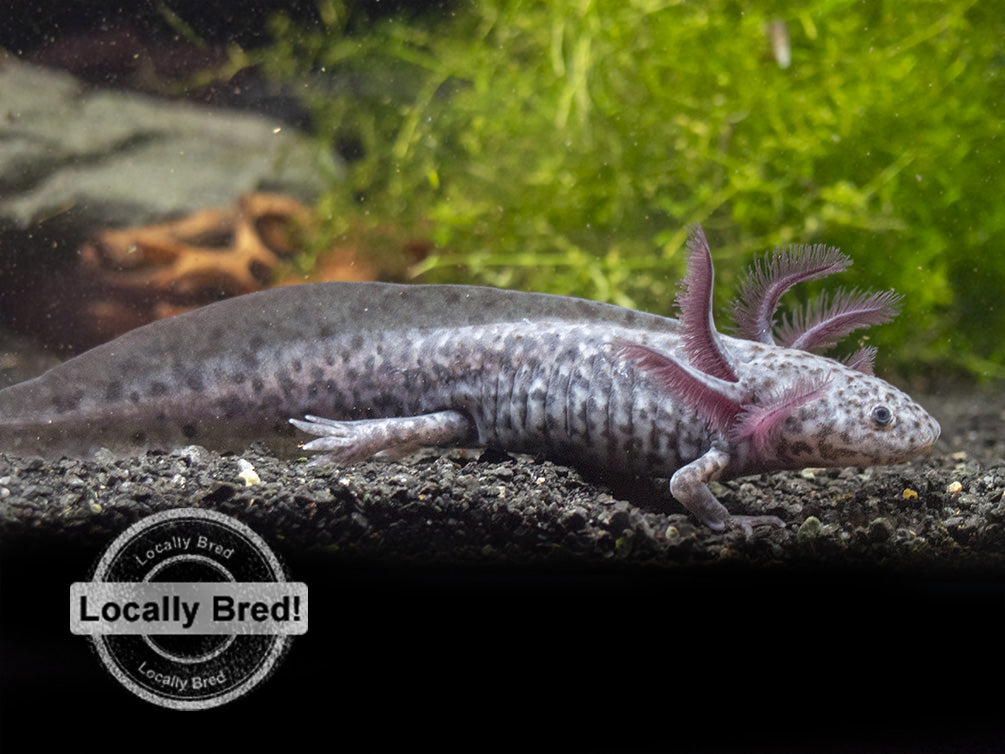 Axanthic Axolotl (Ambystoma mexicanum), Locally-Bred