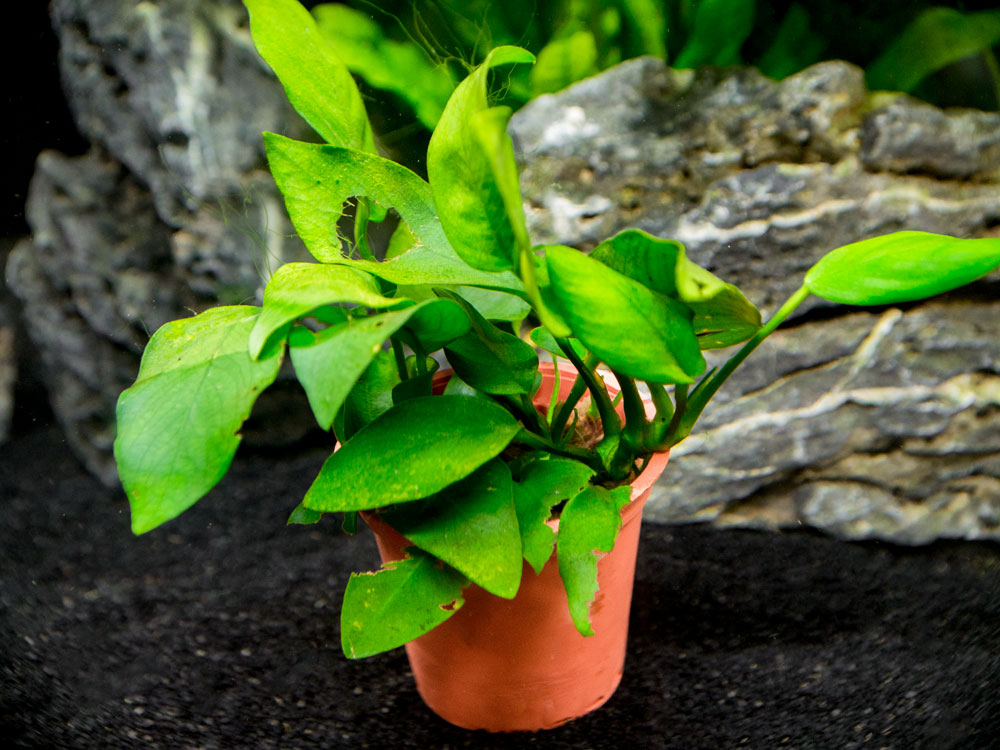 B-Grade Anubias, Assorted (Anubias sp.)