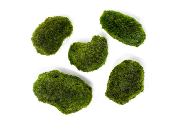 Marimo Moss Pieces (0.5-1.5")