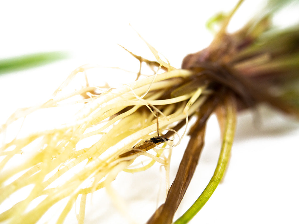 Bolivian Chain Sword (Helanthium bolivianus "Quadricostatus"), Bare Root