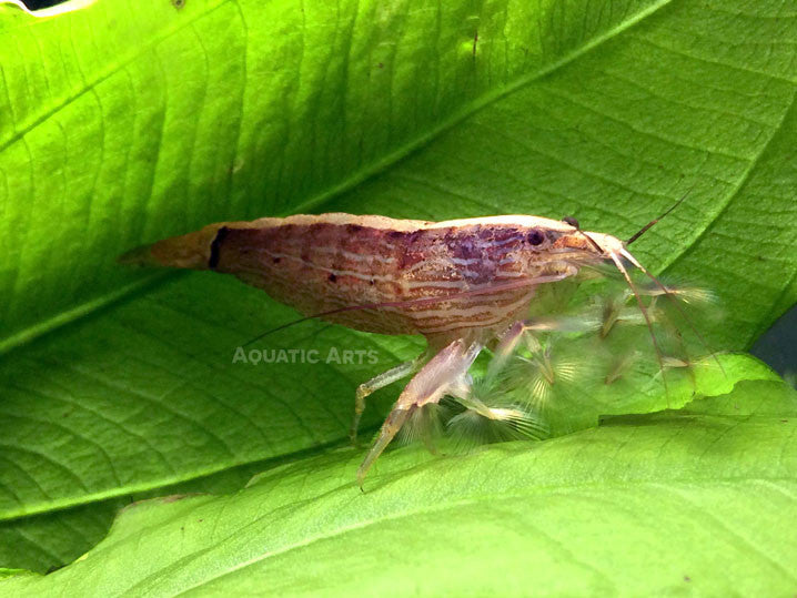 LARGE Bamboo Shrimp (Atyopsis spinipes) aka Singapore Flower Shrimp