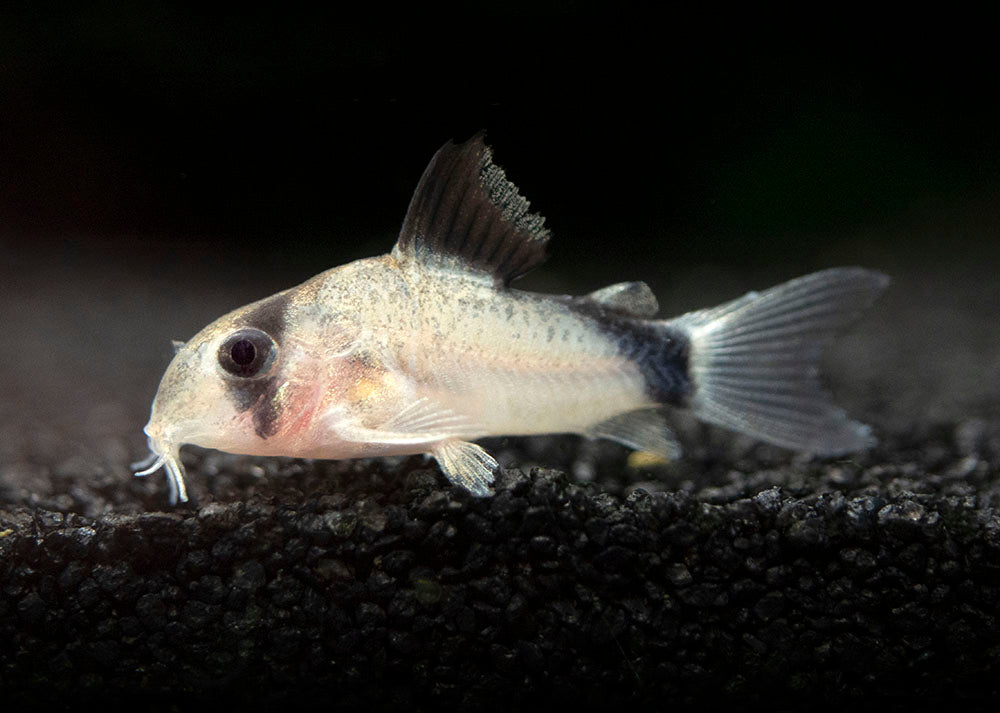 Bandit Cory Catfish (Corydoras metae), TANK-BRED!!!