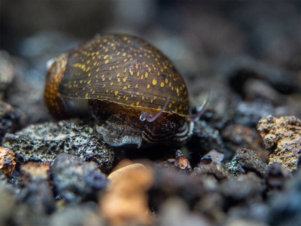 Batik Nerite Snail (Neritina variegata)