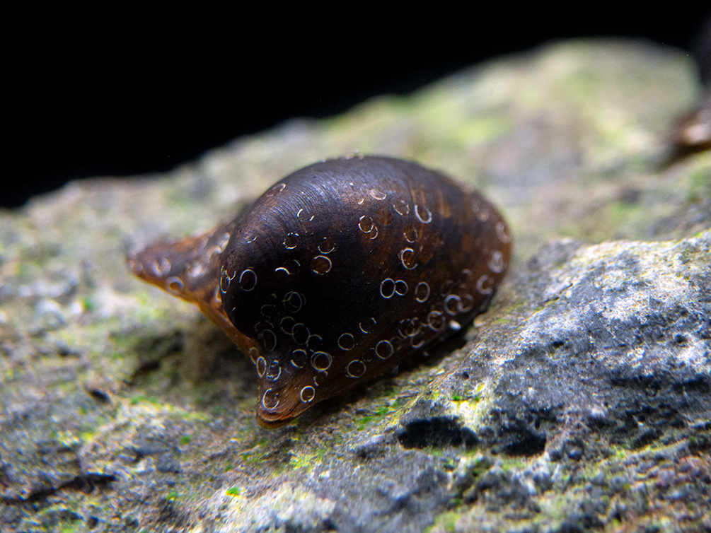 Batman Nerite Snail (Neritina auriculata) - Aquatic Arts