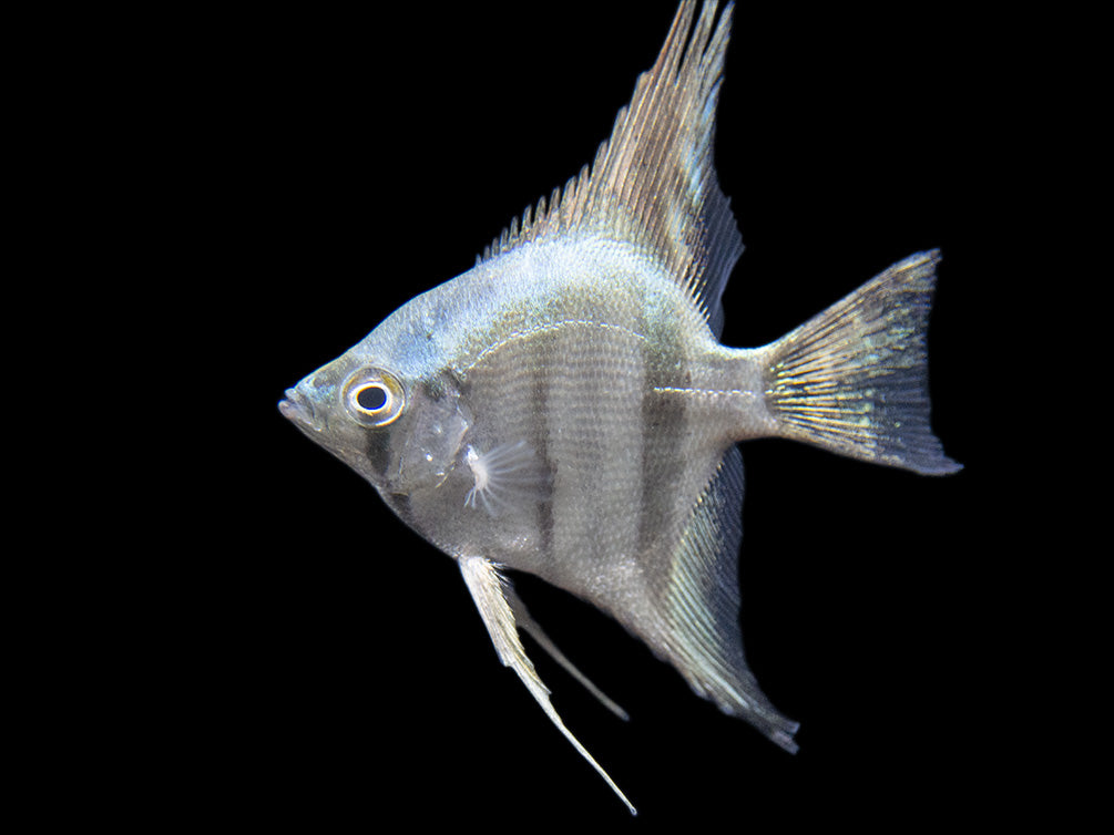 Belem Sky Blue Angelfish (Pterophyllum scalare) - Tank-Bred