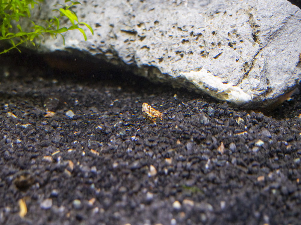 Betta Bulbs (3 pack) (Aponogeton sp.)