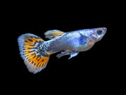 Platinum Red Mosaic Guppy (Poecilia reticulata), Males and Females, Tank-Bred!