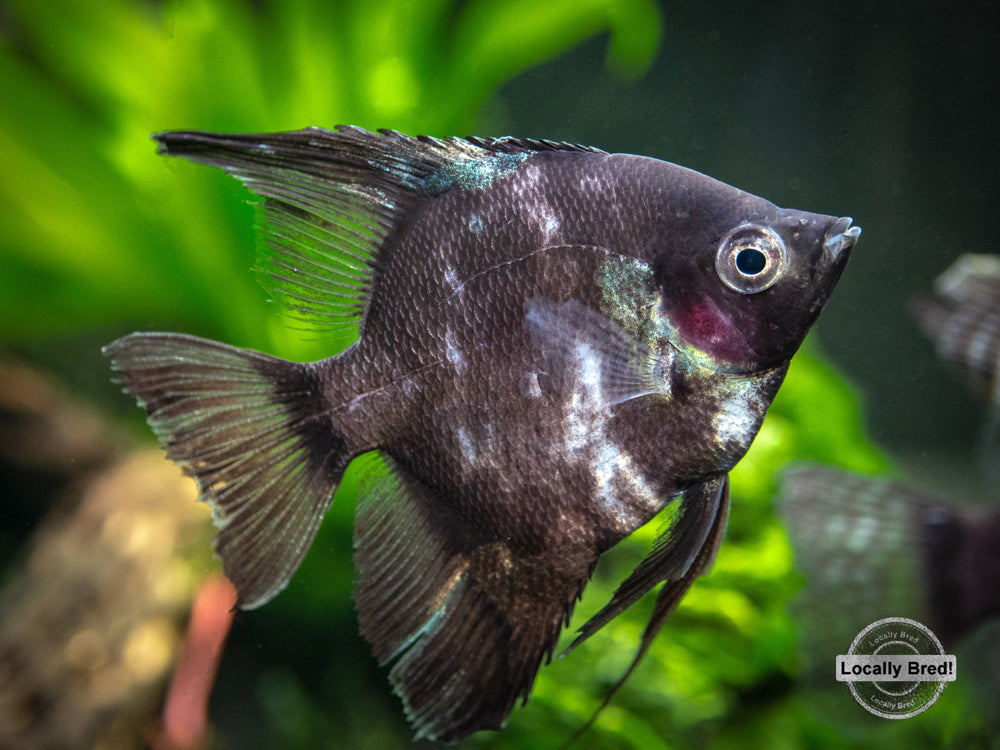 Black Angelfish (Pterophyllum scalare  "Black") - LOCALLY BRED!!!