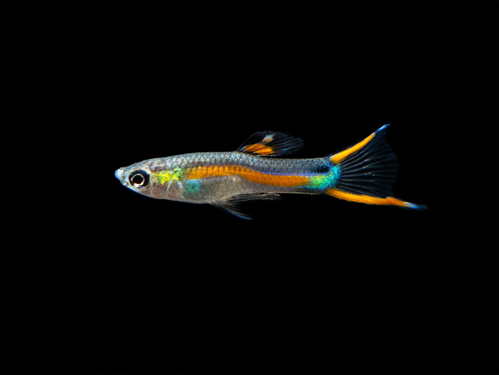 Black Bar Endler's Livebearer, Tank-raised Males Aquatic Arts