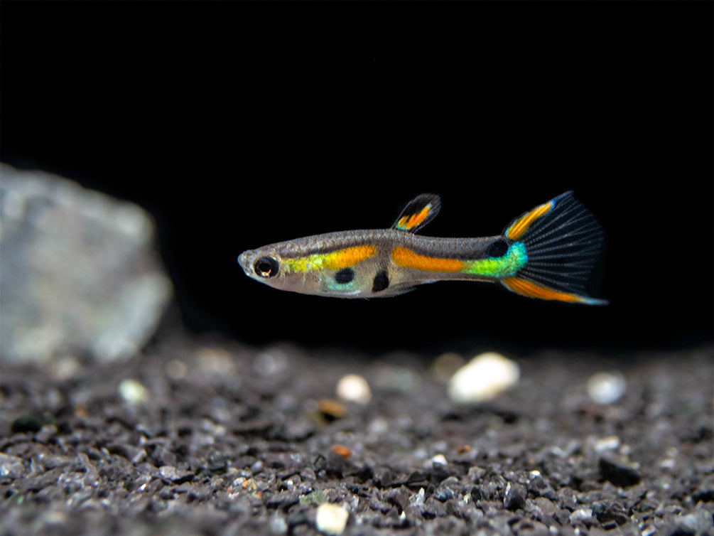 Black Bar Endler’s Livebearer (Poecilia wingei), Tank-Bred