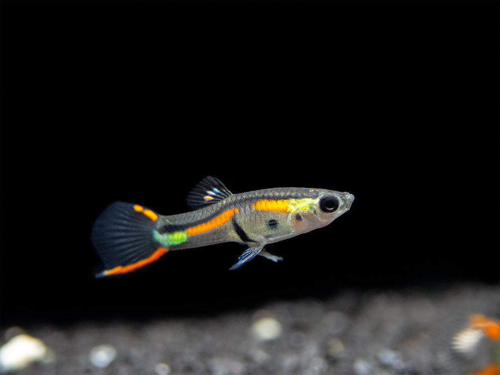 Black Bar Endler’s Livebearer (Poecilia wingei), Tank-Bred