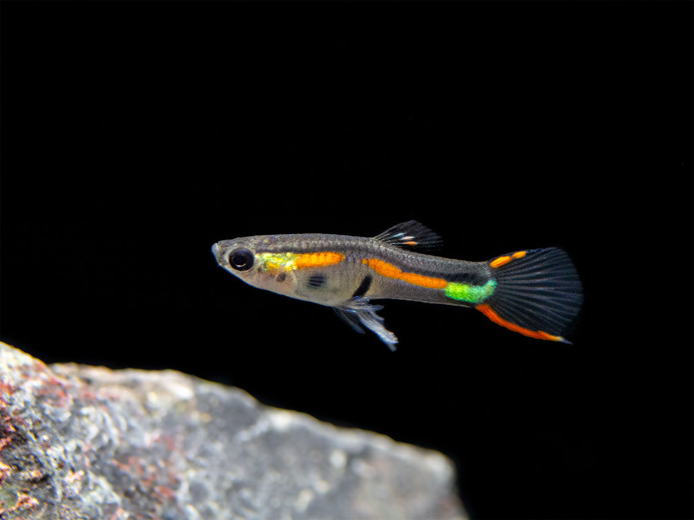 Black Bar Endler’s Livebearer (Poecilia wingei), Tank-Bred