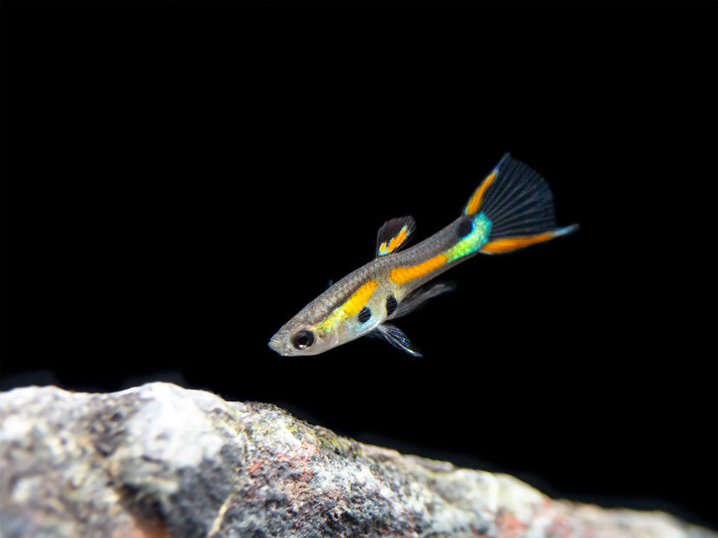 Black Bar Endler’s Livebearer (Poecilia wingei), Tank-Bred