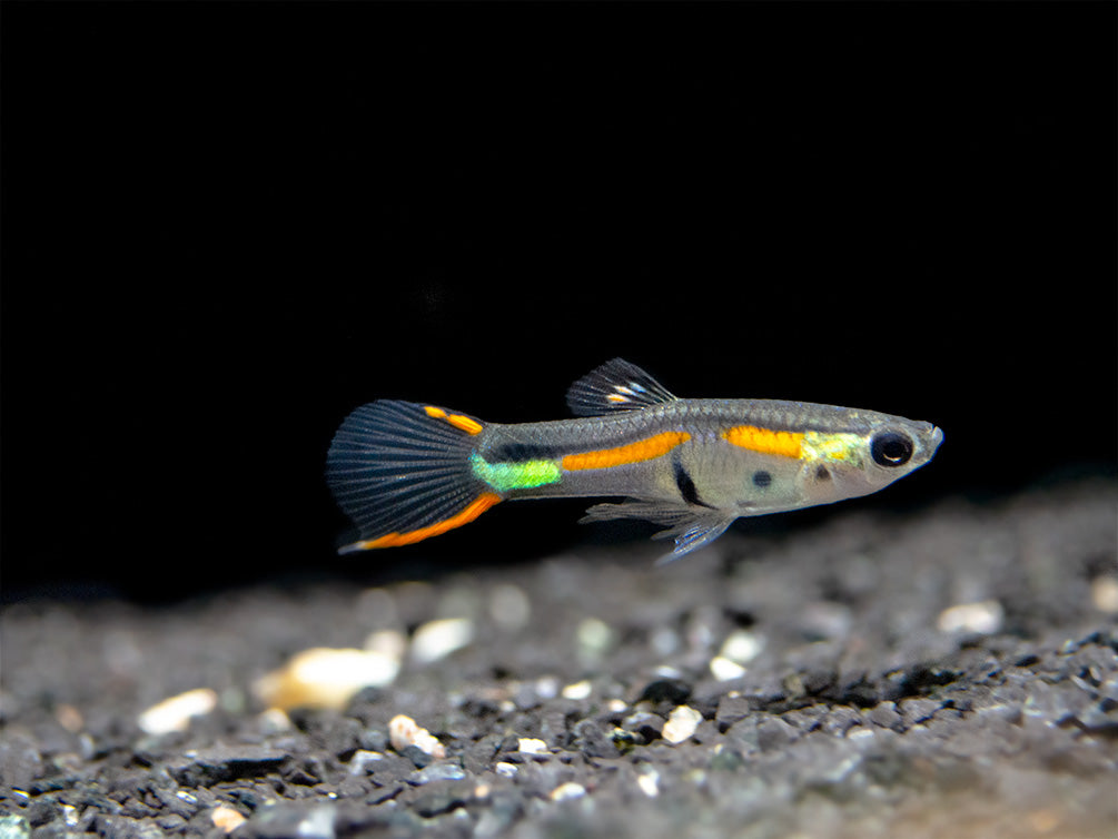 Black Bar Endler’s Livebearer (Poecilia wingei), Tank-Bred