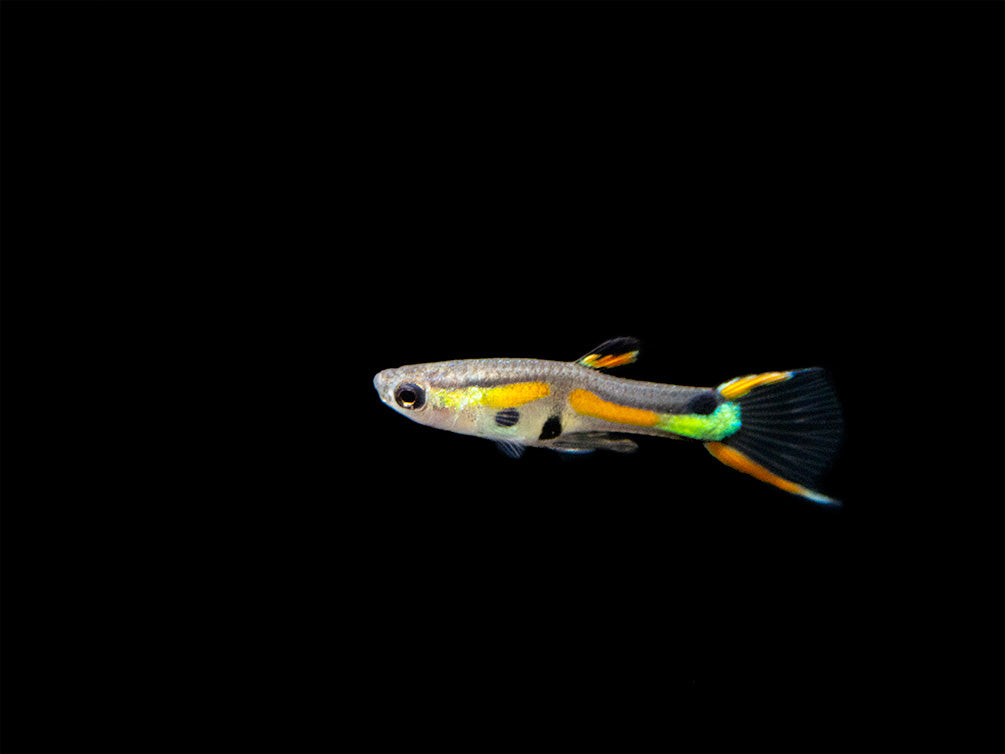 Black Bar Endler’s Livebearer (Poecilia wingei), Tank-Bred