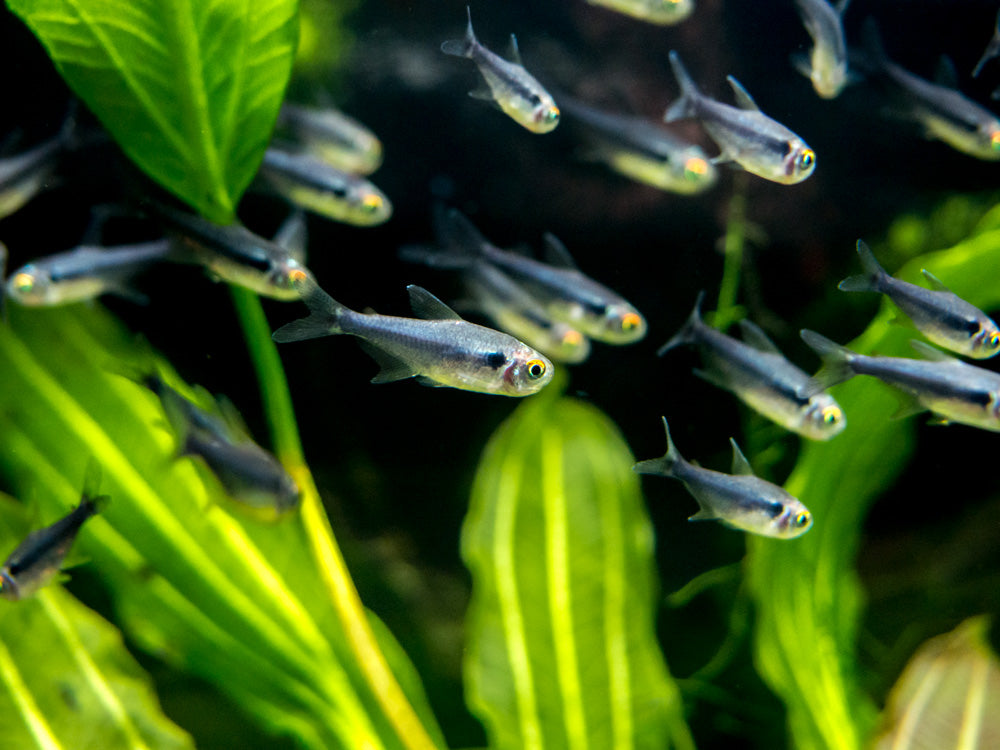 Black Diamond Neon Tetra (Paracheirodon innesi var. "Black Diamond") - Tank-Bred!