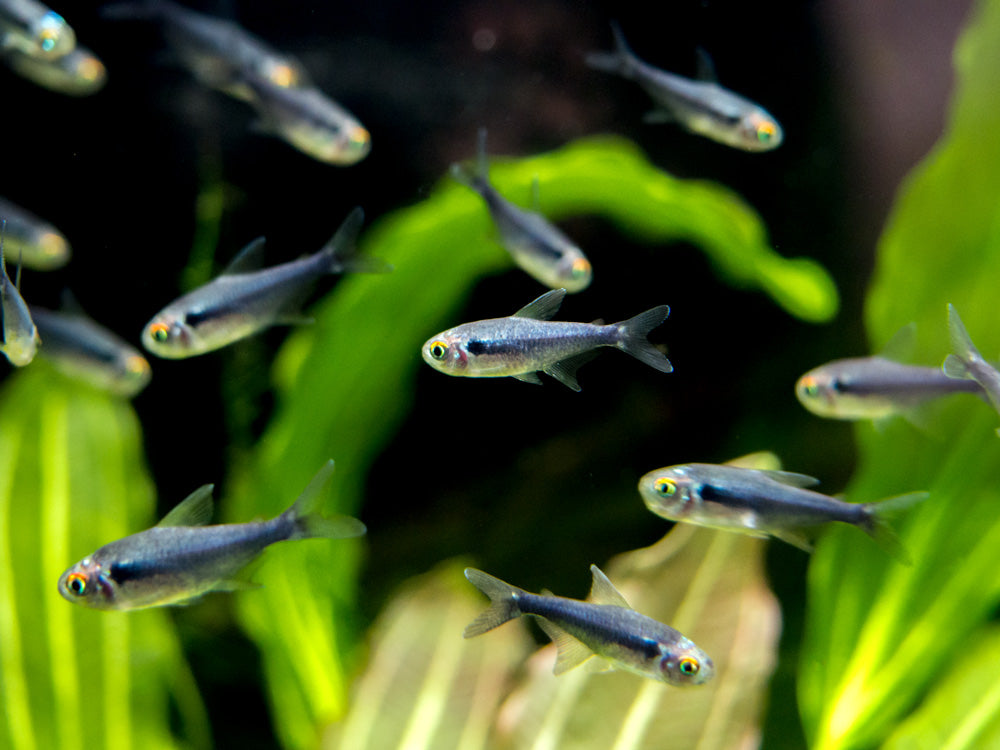 Black Diamond Neon Tetra (Paracheirodon innesi var. "Black Diamond") - Tank-Bred!