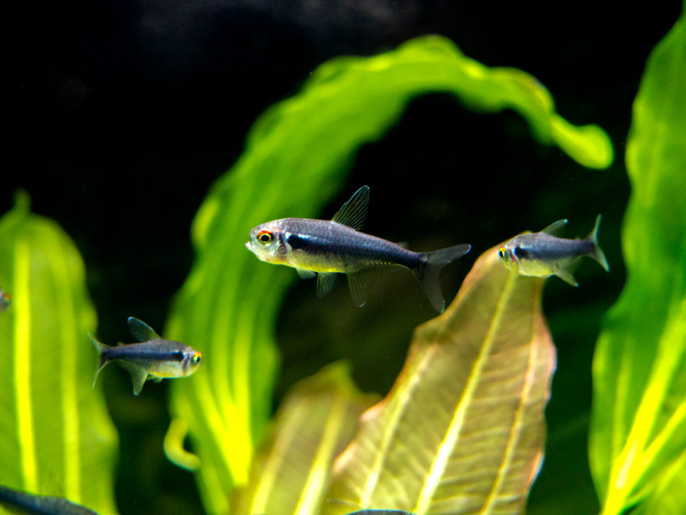 Black Diamond Neon Tetra (Paracheirodon innesi var. "Black Diamond") - Tank-Bred!