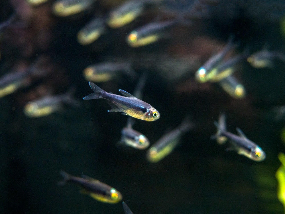 Black Diamond Neon Tetra (Paracheirodon innesi var. "Black Diamond") - Tank-Bred!