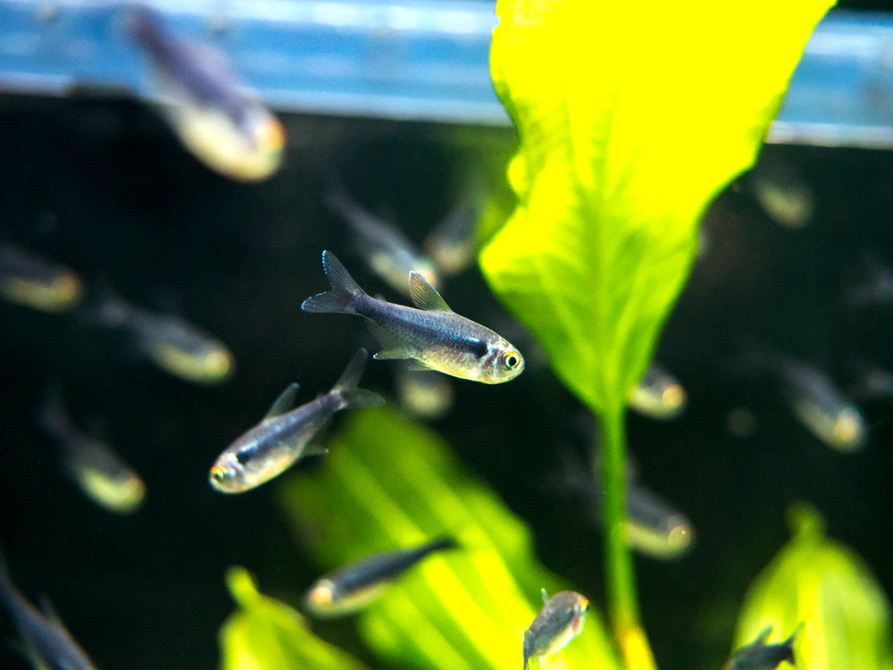 Black Diamond Neon Tetra (Paracheirodon innesi var. "Black Diamond") - Tank-Bred!